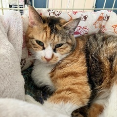 キジミケのすず − 東京都