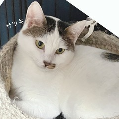 優しいサツキママ - 里親募集