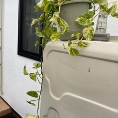 植物の画像