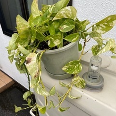 植物の画像