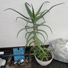 植物