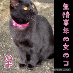 ♡黒(生後半年)女の子♡