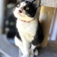 『おうちが決まりました！😄』ハチワレ鼻ちょんの男の子　　　　『こ...