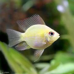 ゴールデンバルーンラミレジィ(熱帯魚)