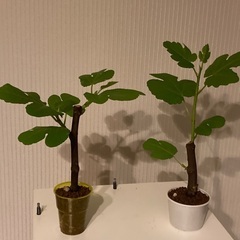 イチジクの苗木（桝井ドーフィン）一文字仕立ても可能です。