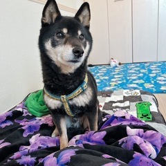 柴犬 男の子