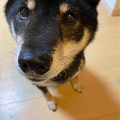 柴犬 男の子 - 岐阜市