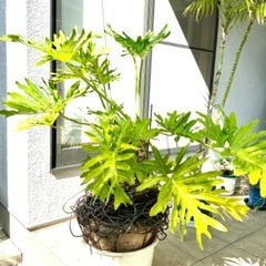 観葉植物差し上げます