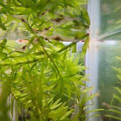 🦐レッドチェリーシュリンプ選別もれ🦐の画像