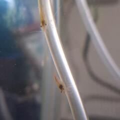 🦐レッドチェリーシュリンプ選別もれ🦐の画像