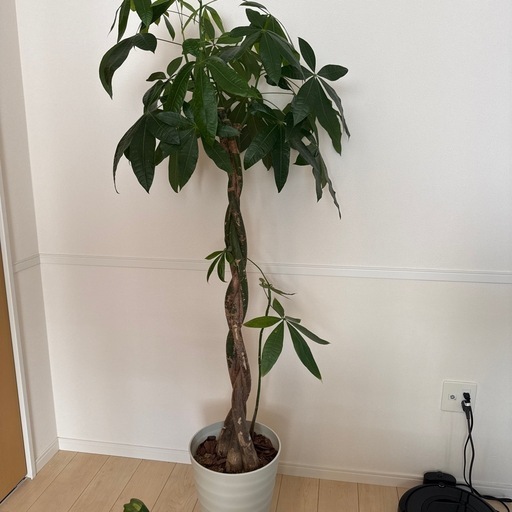 三つ編みパキラ