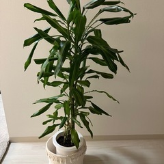 観葉植物　ドラセナ