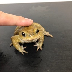 全国発送可能！可愛いミヤコヒキガエル🐸ご希望承ります✨ランダム個体の画像