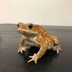 全国発送可能！可愛いミヤコヒキガエル🐸ご希望承ります✨ランダム個体