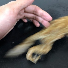 全国発送可能！可愛いミヤコヒキガエル🐸ご希望承ります✨ランダム個体の画像