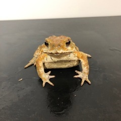 全国発送可能！可愛いミヤコヒキガエル🐸ご希望承ります✨ランダム個体の画像
