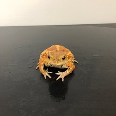 全国発送可能！可愛いミヤコヒキガエル🐸ご希望承ります✨ランダム個体の画像