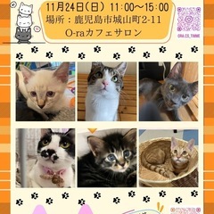 スマイルわんにゃん譲渡会🐈🐾🩷