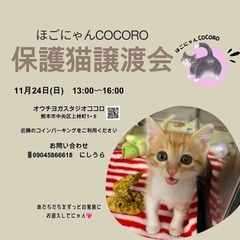 可愛い子猫(o^^o)譲渡会(*≧∀≦*)🐾🐾
