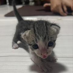 子猫飼ってくれる方、大至急探しています！