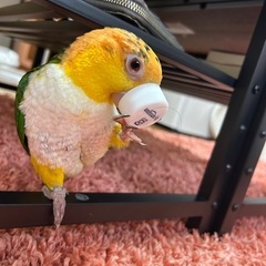 シロハラインコ - その他