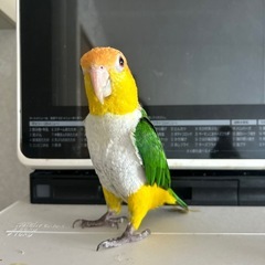 シロハラインコ
