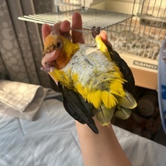シロハラインコ - 東広島市