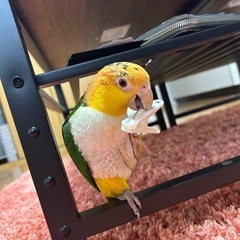 シロハラインコ - 里親募集
