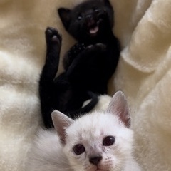 生後1ヶ月こねこ。