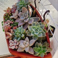 多肉植物 寄せ植え