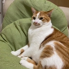 子どもが猫アレルギーの為、大事に育ててくれる方に見てもらいたいです。