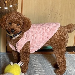 トイプードル里親募集 停止中 沢山ご応募ありがとうございます