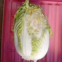 朝採り野菜！無料！38/24