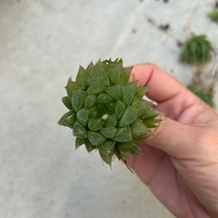 多肉植物　ハオルチア　1株　の画像
