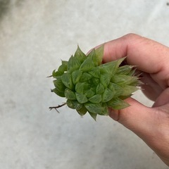 多肉植物　ハオルチア　1株　