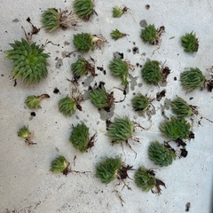 多肉植物　ハオルチア　1株　の画像