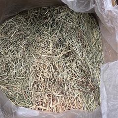 チモシー 1番狩りの画像