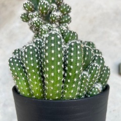 多肉植物　サボテン　1株