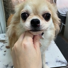里親募集中⭐︎チワワ♀