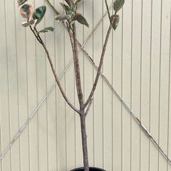観葉植物　フィカス　ルビー