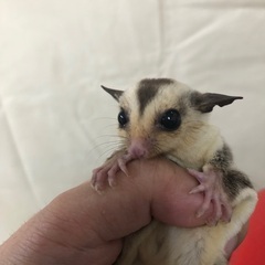 フクロモモンガホワイトフェイスヘテロリューシ女の子お迎え募集