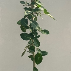 観葉植物　フィカス　ベンガレンシス　ゴムの木