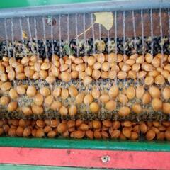 大粒銀杏の画像