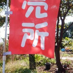 大粒銀杏の画像