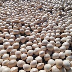 大粒銀杏の画像