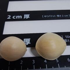 大粒銀杏の画像