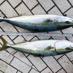 日曜一緒に釣り行って下さい　 − 東京都