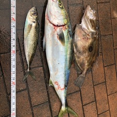 日曜一緒に釣り行って下さい　
