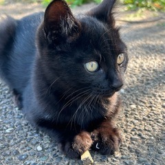 4兄妹　黒猫くん