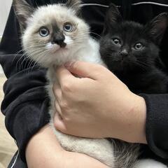 シャム＆黒子猫